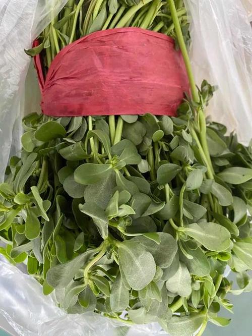 每日新鲜蔬菜新鲜马扎菜45元斤